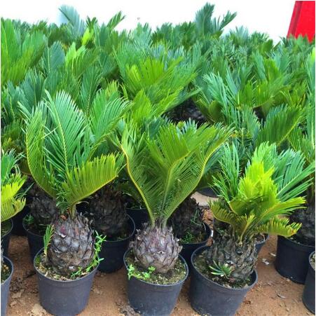 

New Arrival 10pcs Cycas seeds The Budding Rate 95% Absorb Formaldehyde Decorative Landscaping Fast Growing Planting Season Organic Non-GMO All for a summer residence