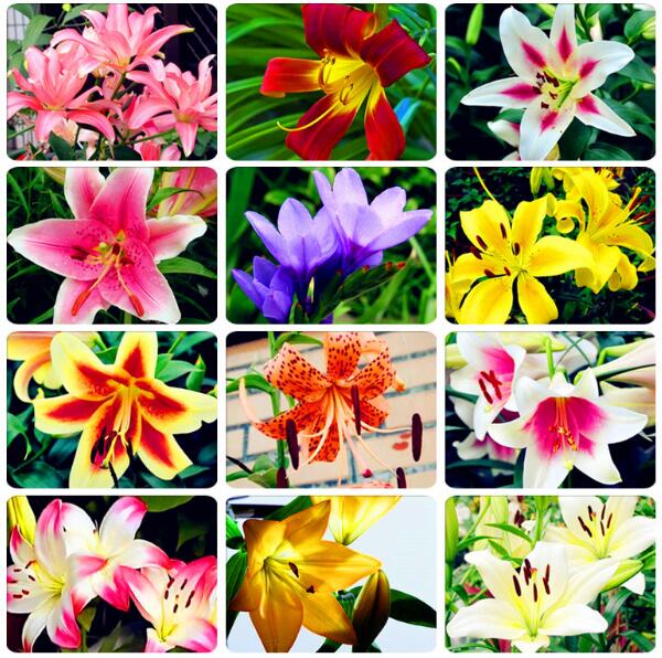 

100pcs Lily Flower Fresh Seeds for Bonsai Plants Purify The Air Absorb Harmful Gases Natural Growth Variety of Colors Decorative Landscaping Garden Decorations