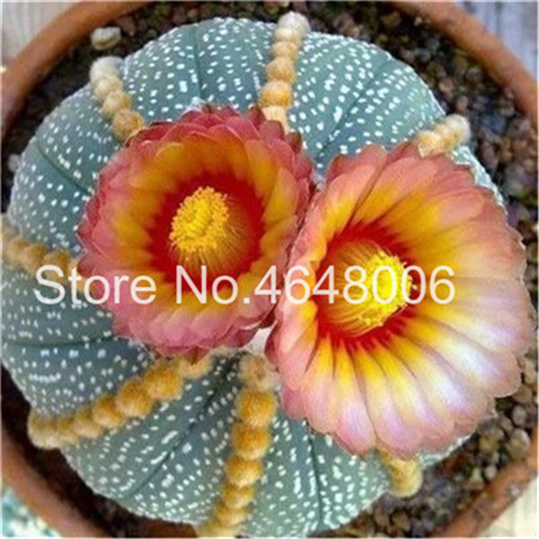 

100 Pcs Mixed Astrophytum Cactus Flores Succulents Bonsai Diy Home Garden Potted Plant Flower High Germination Natural Growth Variety of Colors Aerobic Potted