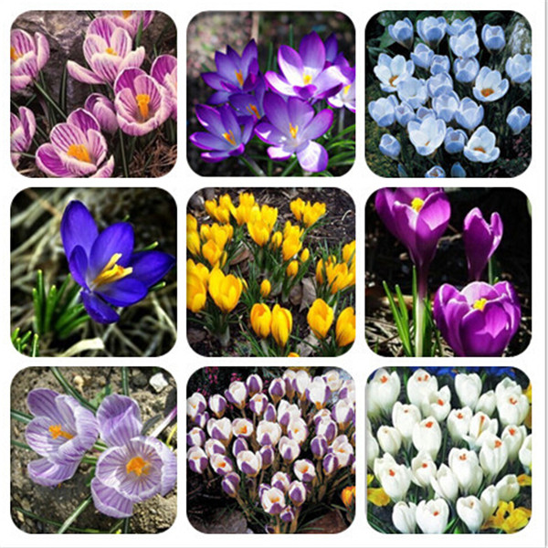 

100PCS saffron Flower Seeds for Patio Lawn Garden Delicious Tasty Fast Growing Supplies Bonsai Plants The Germination Rate 95% Purify The Air Absorb Harmful Gases