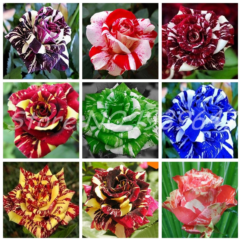 

Rrare Exotic 100 pcs seeds / bag Rose Plants Rainbow Rosa Bonsai Flowers Perennial Garden Jardim Plante for Flower Pot Planter Natural Growth Variety of Colors