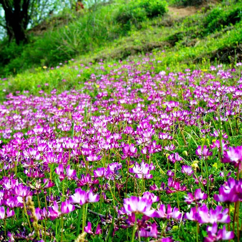 

100pcs seeds Chinese flower Bonsai milk vetch, forage fuchsia soil fertility, garden porch, planting easy to grow Absorb Harmful Gases The Germination Rate 95% Showy