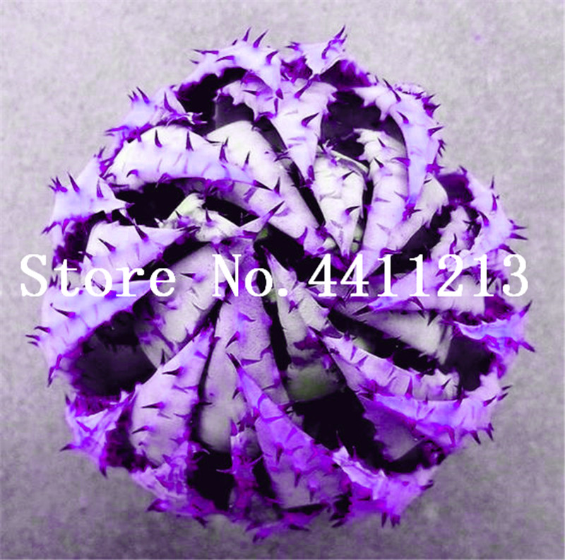 

New Exotic Succulent Semillas, Indoor Bonsai Plant Echinopsis Tubiflora, Home Garden Plant 100 Pcs seeds for Sale Aerobic Potted Natural Growth Variety of Colors