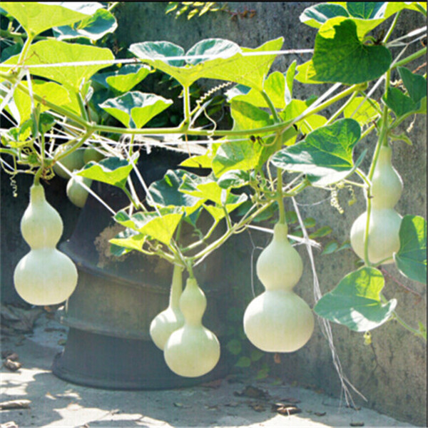 

Garden Decorations 20PCS Gourd Showy Flower Seeds for Bonsai Plants The Germination Rate 95% Fast Growing Planting Season Delicious Tasty Juicy Organic Non-GMO