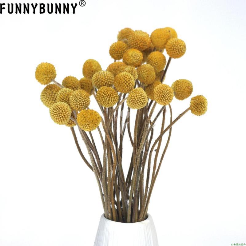 

FUNNYBUNNY 5PCS Dried Craspedia Yellow Billy Balls Dried Flowers For Wedding Bouquet Decor Christmas Wreath DIY1