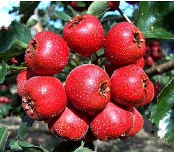

10 pcs seeds / pack rare hawthorn bonsai fruit bonsai germination rate of 95% can be eaten Organic Non-GMO Delicious Tasty Fast Growing Planting Season