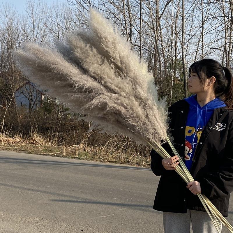 

zhi yun Wedding Decoration Large Reed Dried Flower Photography Filming Props Model Bouquet Gray1, 80 centimeter