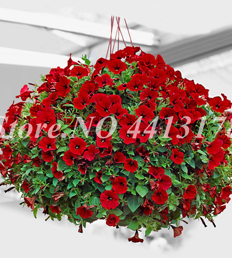 

200 pcs seeds / bag Hybrida Color Petunia Hanging Charming Bonsai Potted Ornamental Flower Outdoor Garden Flore Plant Purifying Air The Germination Rate 95% Showy