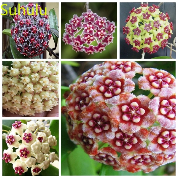 

New Variety 100PCS Hoya Seeds Garden Indoor Flowers Balcony & Courtyard Purifying Air Bonsai Plant The Budding Rate 95%