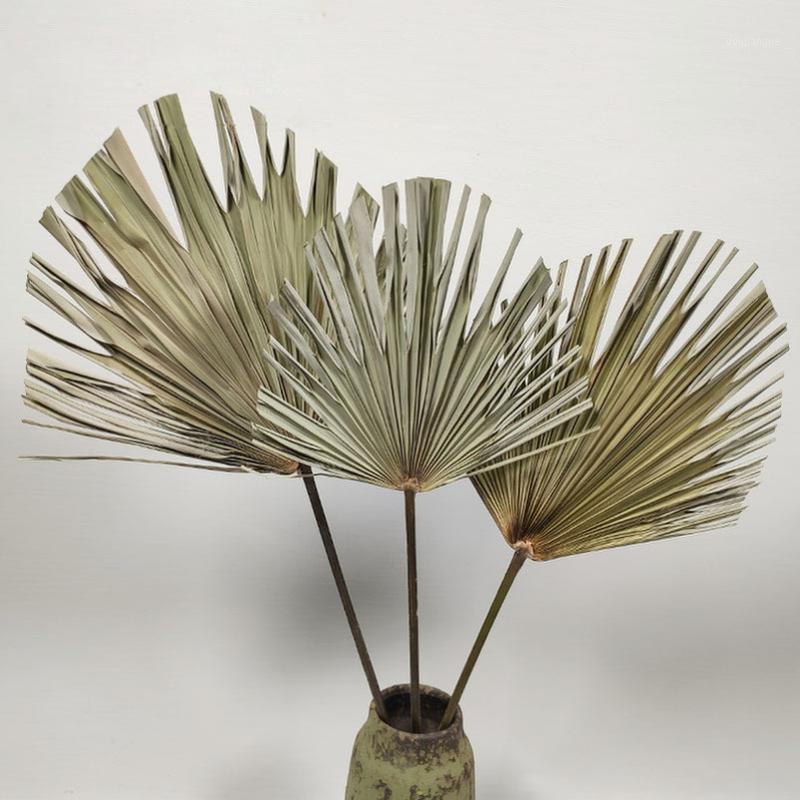 

Dried Fan Palm Leaf Natural Dried Leaf DIY Crafts Home Wedding Decoration Photo Props Supplies Flowers Home Decoration1, As picture