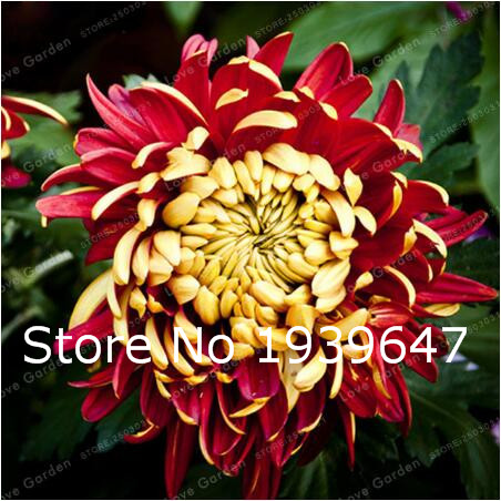 

100pcs Chrysanthemum Flower seeds Garden Supplies Beautifying And Air Purification Aerobic Potted Decorative Landscaping Aerobic Potted Radiation Protection