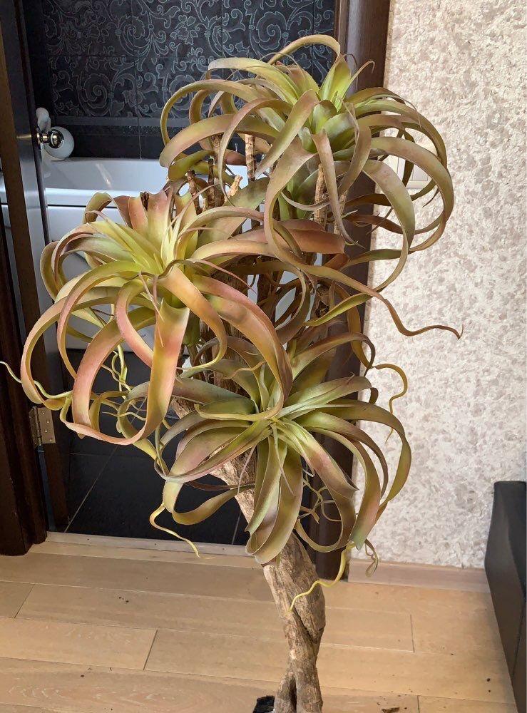 

super big size Steptophy new arrival polupar fake air plant realistic like red green no soil plant succulent Pineapple leaf, 1 pcs