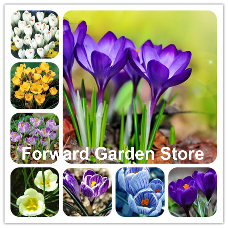

100 Pcs seeds Saffron Flower Bonsai, Happy Joy Perennial Indoor Flowering Pot Plant For Home Garden Decoration Natural Growth Variety of Colors Aerobic Potted