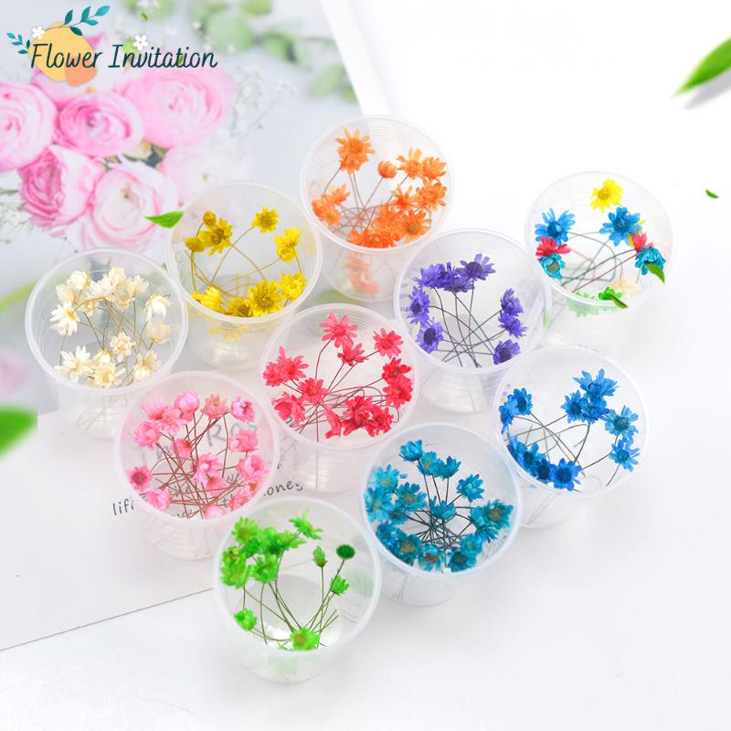 

10 pcs / box DIY Natural Dried Flowers Mini Dry Flower Home Decoration Dried Flowers For Resin Jewellery Wedding