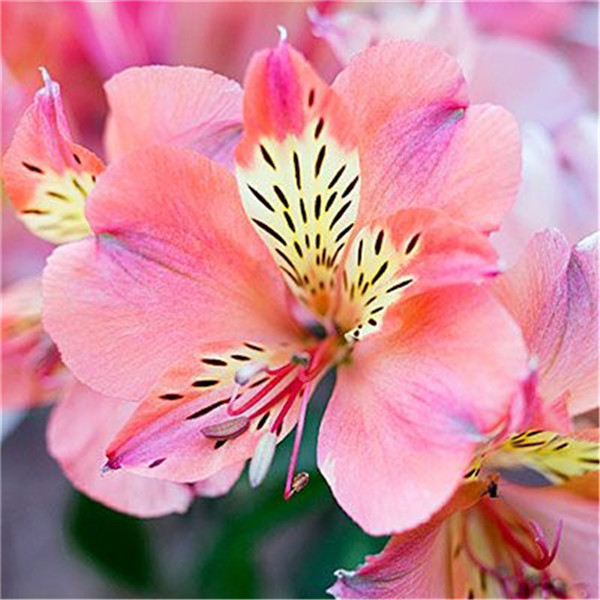 

100pcs Alstroemeria Flower Seeds for Patio Lawn Garden Supplies Bonsai Plants Aerobic Potted All for a summer residence Variety of Colors Attractive Impressive