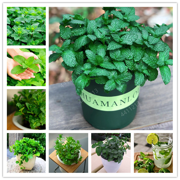 

100pcs seeds Mint Seedling potted herb edible Plants in bonsai pot Organic Plantas vegetables for home and garden Planting Season Purify The Air Absorb Harmful Gases