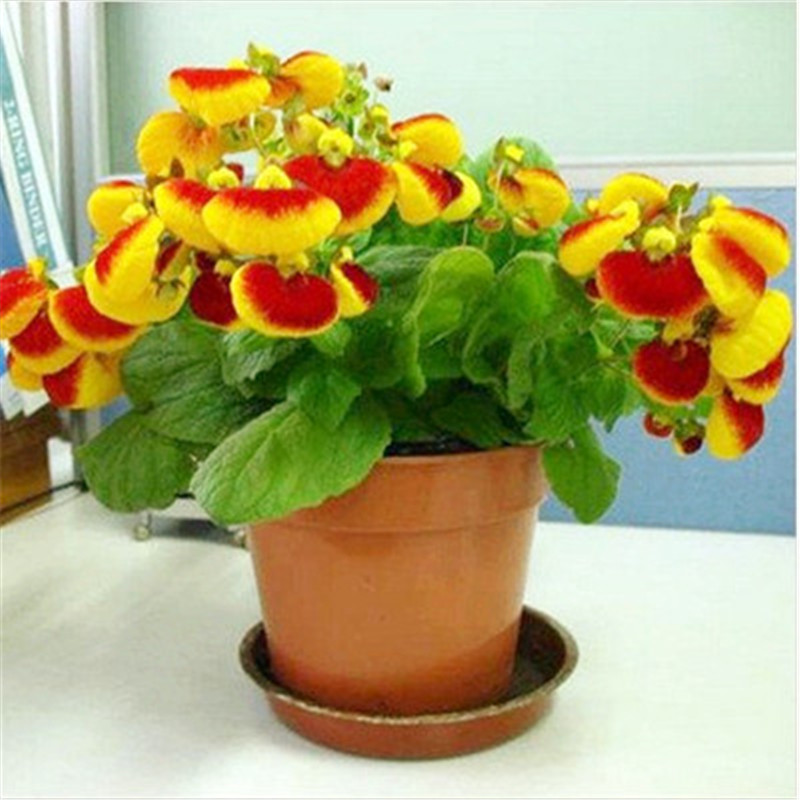

100pcs Calceolaria Flower Seeds Bonsai Variety of Colors Rare Plants for The Garden The Budding Rate 95% Beautifying And Air Purification Decorative Landscaping