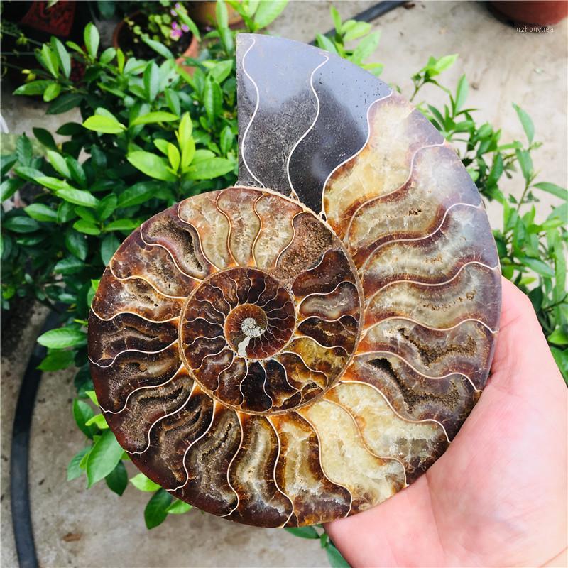 

Natural AMMONITE PRETTY NAUTILUS MADAGASCAR FOSSIL SPECIMEN HEALING free shipping1