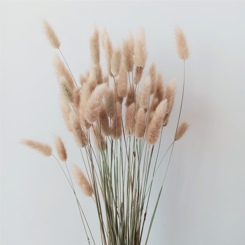 

100 Stems Dried Flower Bunny Tail Natural Plants Floral Rabbit Grass Bouquet Home Decoration Z1120