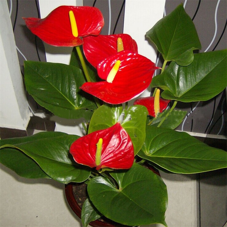 

Garden Supplies Anthurium bonsai plant seeds10bag/lot Spathiphyllum plant seeds, potted flower bonsais plants perennials, perennial flowering constantly9296