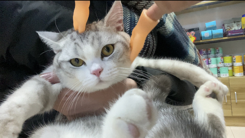 Acheter Tiktok Doigts De Chat Gants Jouets Mini Mains Droles Chat Chien Produits De Massage Pour Animaux De Compagnie Q18 De 2 09 Du Musuo09 Fr Dhgate Com Acheter Tiktok Doigts De Chat Gants Jouets Mini Mains Droles Chat Chien Produits De Massage Pour Animaux De Compagnie Q18 De 2 09 Du Musuo09 Fr Dhgate Com