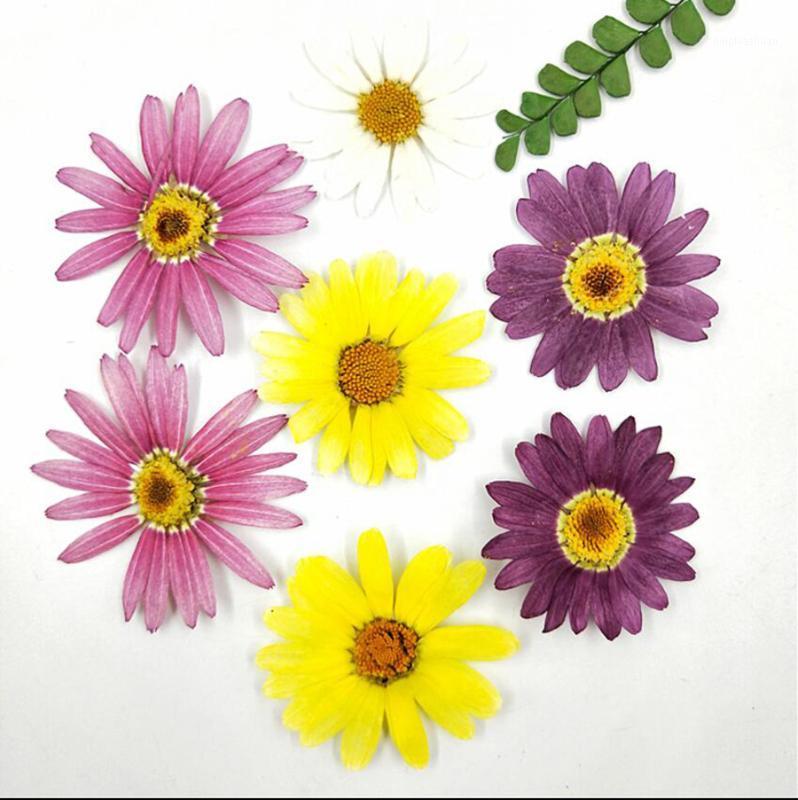 

120pcs Pressed Dried Marguerite de Valois Flower For Jewelry Postcard Photo Frame Phone Case Bookmark Making DIY1, White