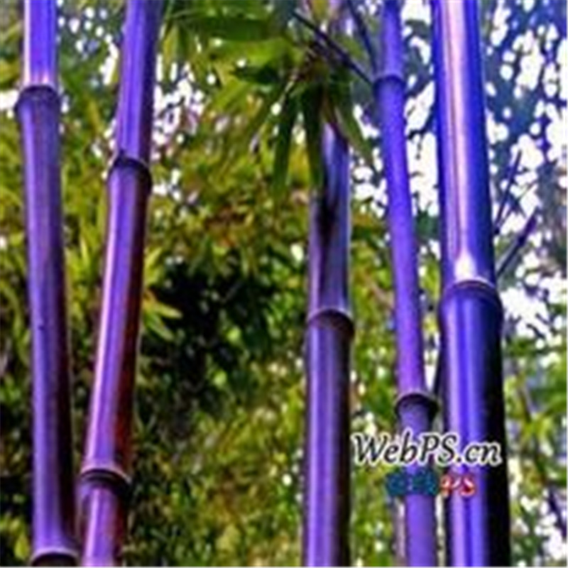 

Garden Decorations 50pcs bamboo Flower Seeds for Bonsai Plants All for a summer residence Natural Growth Variety of Colors Aerobic Potted The Germination Rate 95%