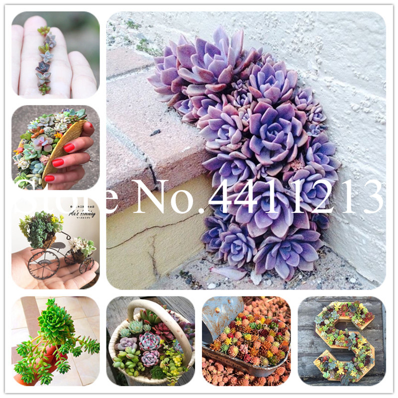 

100 pcs seeds Mini Succulent Indoor Bonsai Potted Lithops Pseudotruncatella Garden Plant Flower Pots Planters Sementes Fast Growing Planting Season Purify The Air
