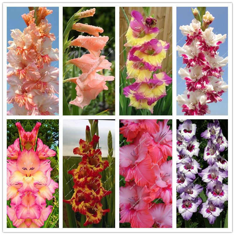 

100 Pcs Multi Color-Gladiolus Flower 95% Germination, DIY Aerobic Vase, rare Bonsai seeds Purify The Air Absorb Harmful Gases Fast Growing Planting Season