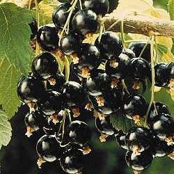 

200Pcs Black and red Chinese Goji Berry seeds Herbs Goji Bonsai Potted Plant Home Garden Outdoor Home Plant Delicious Tasty Organic Non-GMO Fast Growing