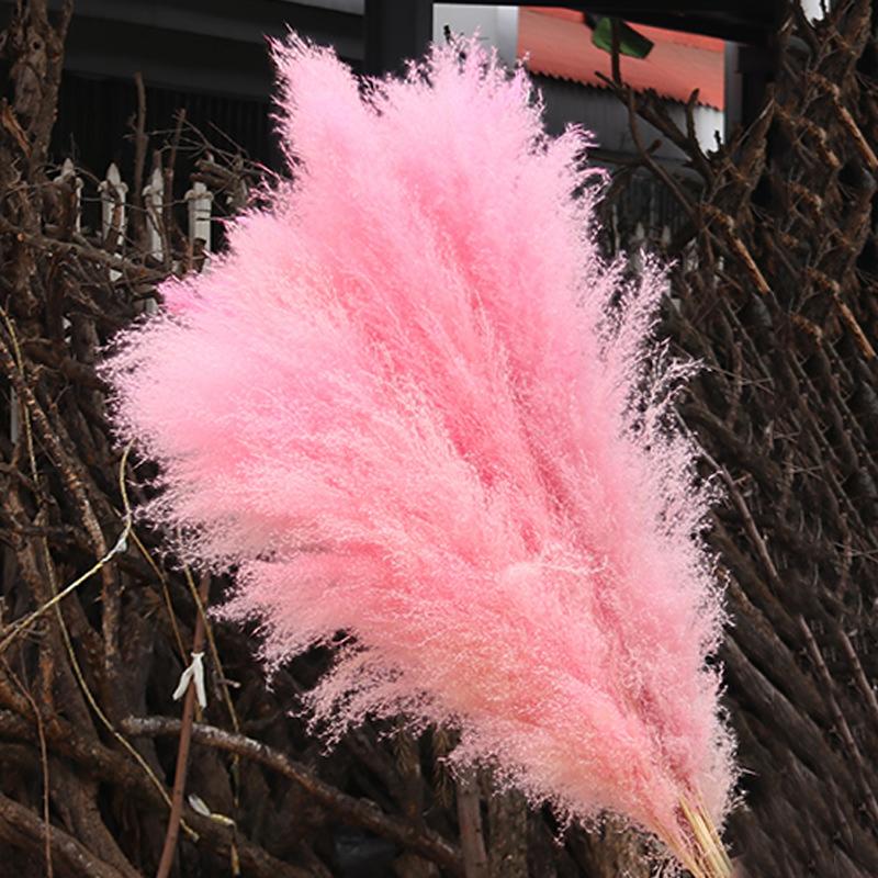 

Natural Reed Pampas grass large Dried Flower Wedding Flower Ceremony Decoration Modern Home Decoration Fast shipping 80cm 5pcs, Vase