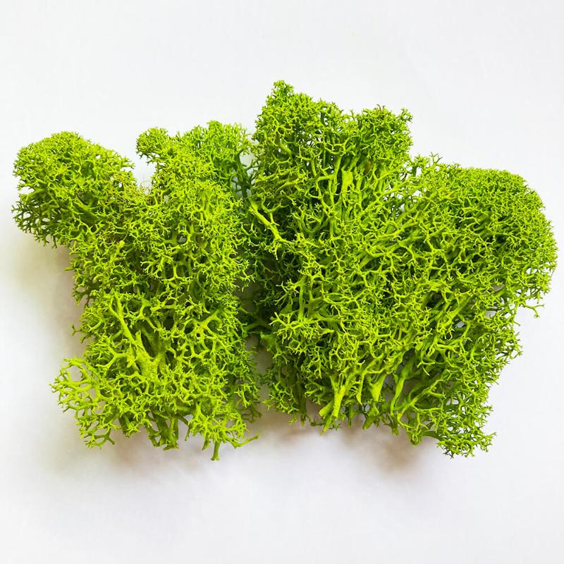 

2020 Upgrade Long Lasting Standard Preserved Reindeer Moss for Home and Office Flower Pot Décor - 50 Gram / Pack, Yellow