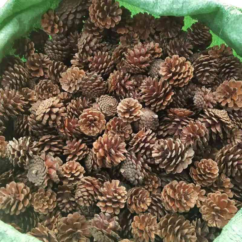 

Manual selection of Christmas Decoration pendant 2-14cm natural tower American pine cone dried flower material