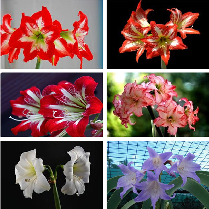 

Garden Decorations 100pcs amaryllis Seeds for Bonsai Plants Flowerpots Flower Street Planting Season All for a summer residence Beautifying And Air Purification