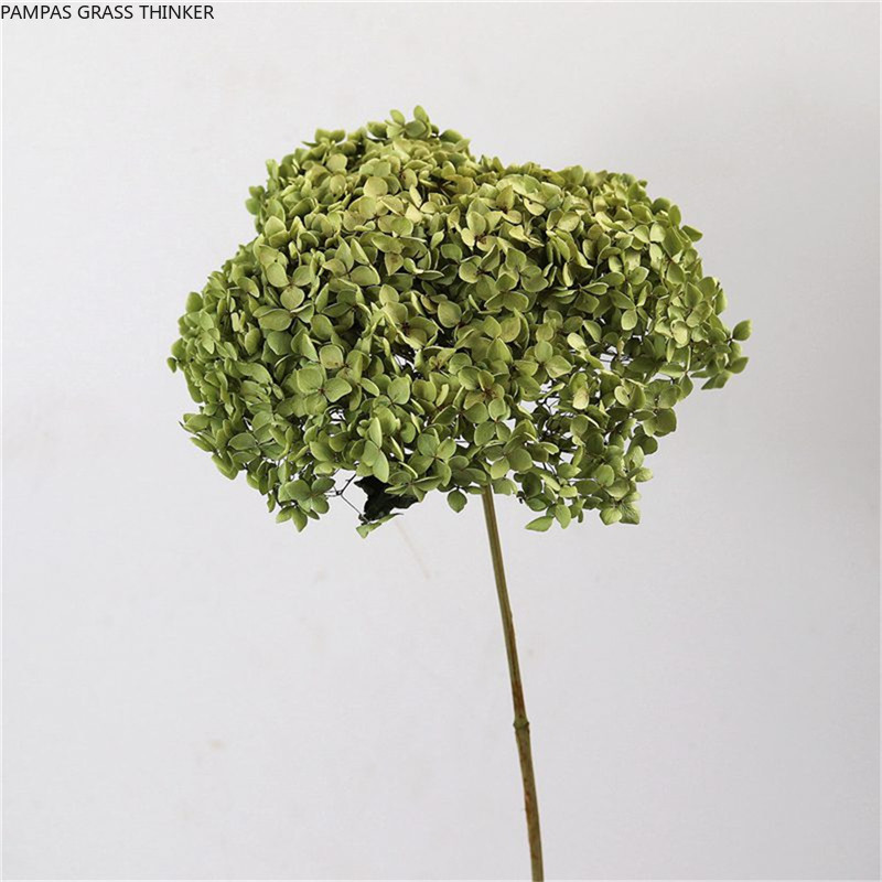 

Pampas Grass Thinker Natural Fresh Preserved Flowers Dried Hydrangea Flower Head For DIY Real Eternal Life Flowers Material NO Vase, 1 pcs green