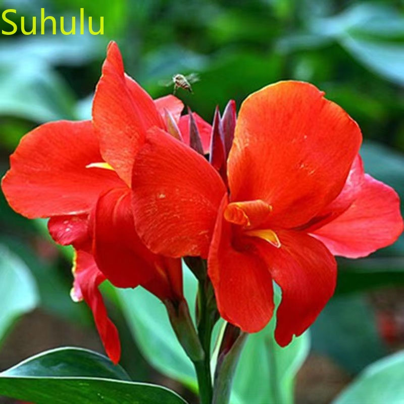 

10 PCS Canna Seeds Garden Indoor Flowers Balcony & Courtyard Bonsai Plant High Quality Beautifying And Air Purification