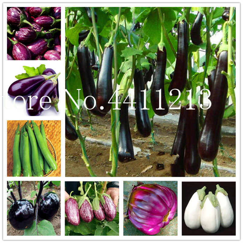 

100 pcs seeds Black long eggplant bonsai, big Organic Heirloom plants Vegetables, Flowering Potted Plant Garden for Home Garden Organic Non-GMO Delicious Tasty