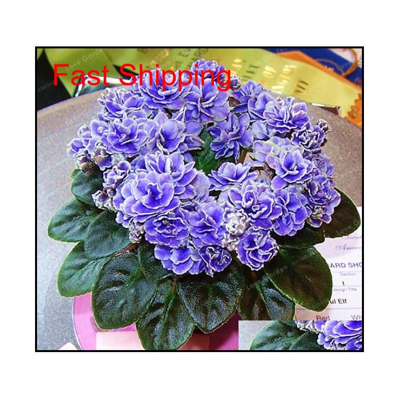 

100 Pcs/bag African Violet Seeds Saintpaulia Ionantha Beautiful Plant Bonsai Beautiful Flower Diy qyluxz homes2011