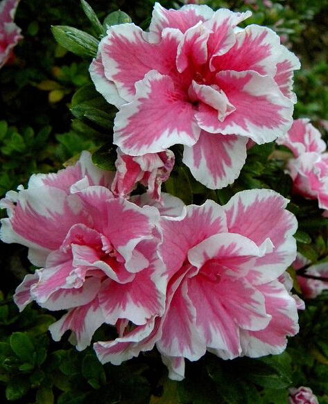 

100pcs seeds / bag Japanese Azalea Bonsai plants, Rhododendron Showy Flower Outdoor Bonsai Tree DIY Home Garden Purify The Air Absorb Harmful Gases Aerobic Potted