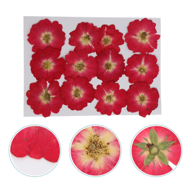 

12Pcs Dried Pressed Flowers DIY Resin Craft Nail Art Decor Natural Dried Rose