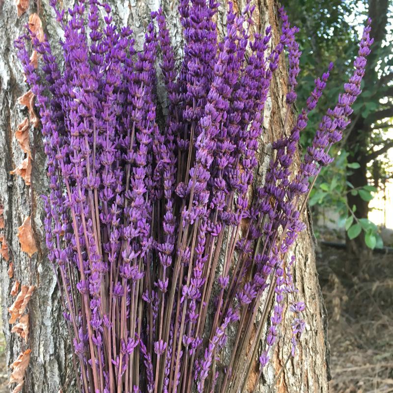 

Decorative Flowers & Wreaths 70pcs/35cm Preserved Fresh Lavender,DIY Eternelle Flore,Wedding Favor Flower Road Home Decor.Preserved Dried, 70pcs red
