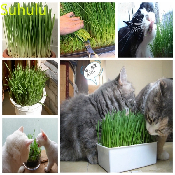 

1000pcs Cat Grass Seeds Garden Flower Variety complete Flower Bonsai Plant High Quality Beautifying And Air Purification