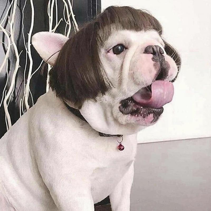 

Cat Costumes Funny Clothes For Costume Hair Wig Cap Dog Small Wigs Christmas Pet Halloween Headdresses