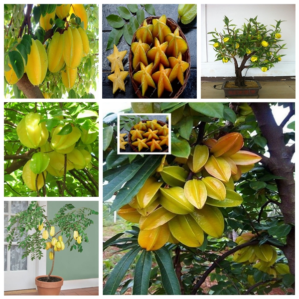 

100pcs Carambola Bonsai Star Fruit Tree Shrub Edible Starfruit Flower Seeds Patio Lawn Garden Supplies Bonsai Plants Delicious Tasty Fast Growing Planting Season