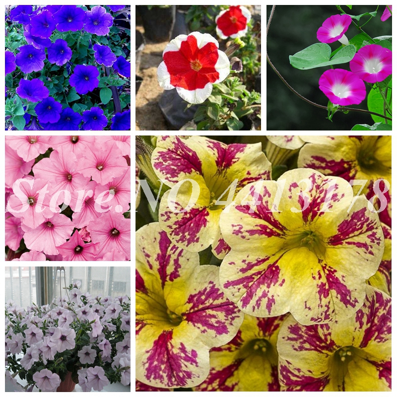 

100 pcs seeds Mixed Color Hanging Petunia Outdoor & Indoor Bonsai Garden Plant Natural Growth for Home Garden Flower Pots Planters Beautifying And Air Purification