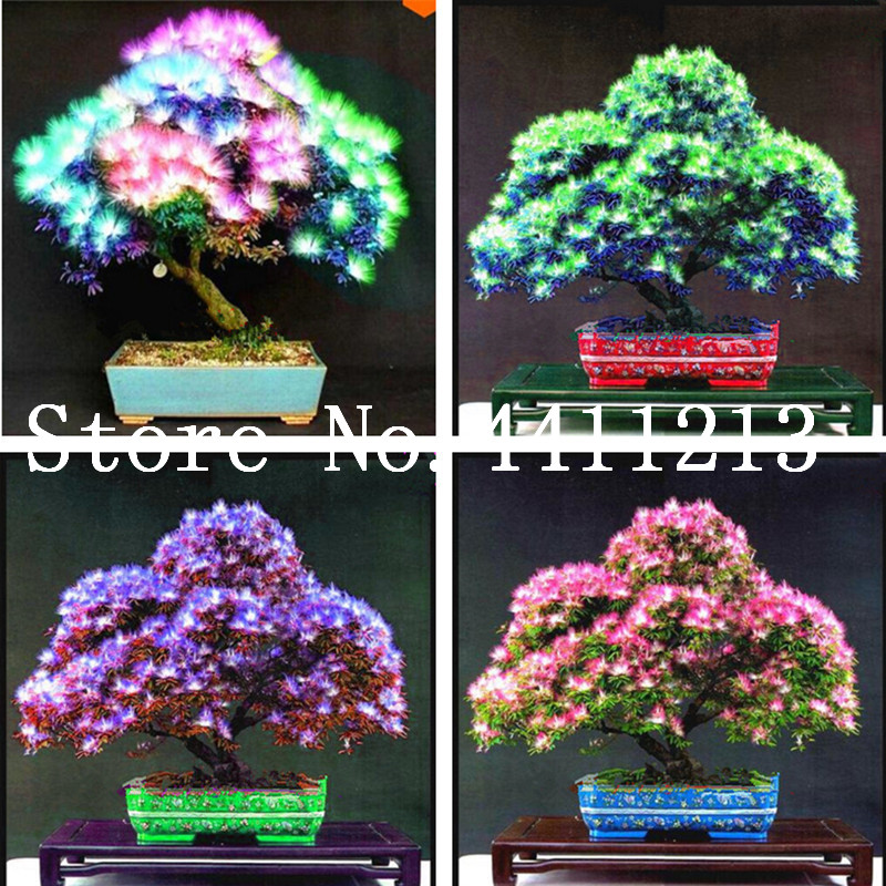 

20 pcs seeds /bag Rainbow Albizia Julibrissin Acacia Tree plant Bonsai Beautiful Flower Tree Pot Plants for Home Garden Decoration Planting Season Purify The Air