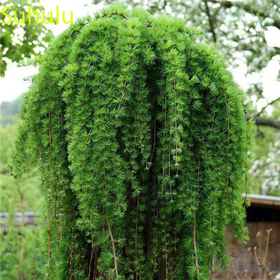 

New Variety 30pcs Spruce Seeds Picea Tree Seeds Garden Indoor Flowers Balcony & Courtyard Purifying Air Bonsai Plant Purify The Air Absorb Harmful Gases