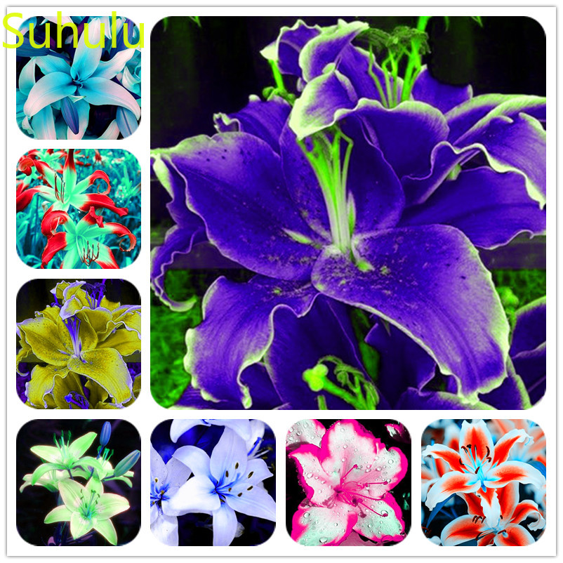 

New Variety 100pcs lily Seeds Garden Indoor Flowers Balcony & Courtyard Purifying Air Bonsai Plant All for a summer residence