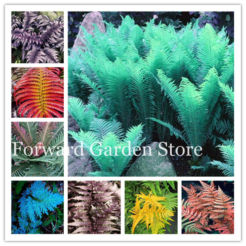 

100 Pcs seeds Garden Fern Bonsai Plants, Rare Creeper Vines Grass Mixed Rainbow Foliage For Bonsai Natural Growth Variety of Colors Aerobic Potted Fresh Showy