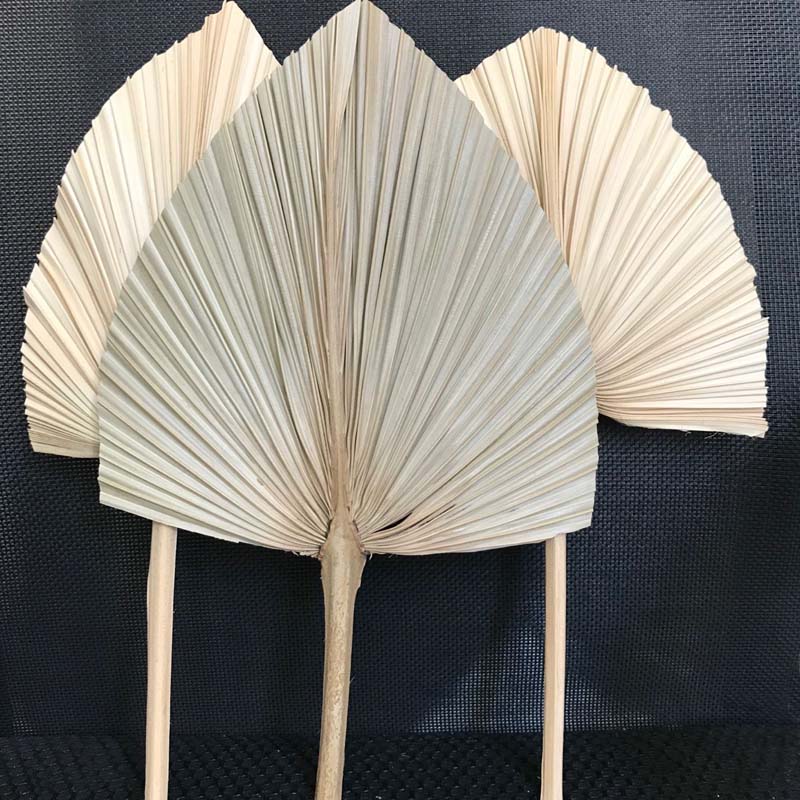 

5PCS Pambad Gedroog Dried Natura Fowers Pam eavesDry Pam FanWedding Party Art Wa Hanging Decoration Arch Arrangement, Primary color02